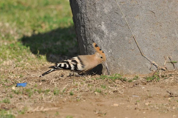 Hoopoe Alimentando Gramado Israel Pássaro Adulto Está Procurando Insetos — Fotografia de Stock