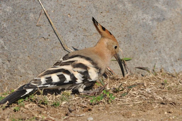 Wiedehopf Beim Fressen Auf Einem Rasen Israel Ein Ausgewachsener Vogel — Stockfoto