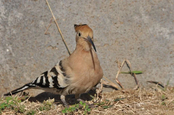 Wiedehopf Beim Fressen Auf Einem Rasen Israel Ein Ausgewachsener Vogel — Stockfoto