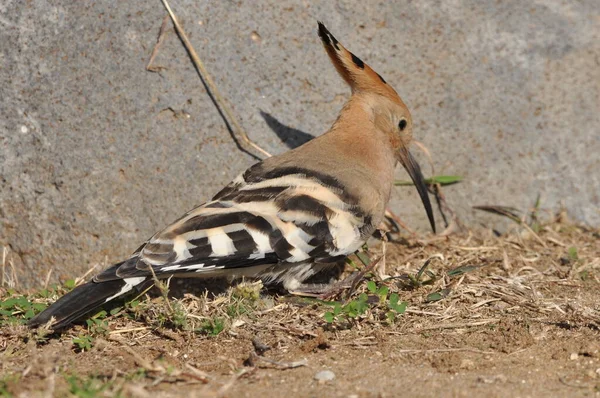Hoopoe Nourrissant Sur Une Pelouse Israël Oiseau Adulte Cherche Des — Photo
