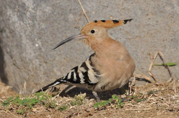 Wiedehopf Beim Fressen Auf Einem Rasen Israel Ein Ausgewachsener Vogel — Stockfoto