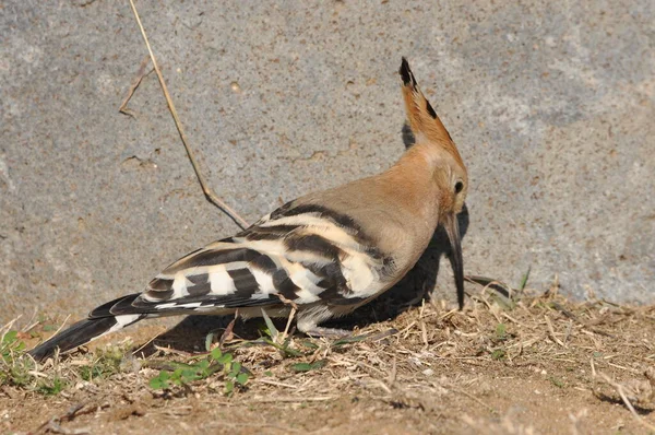 Wiedehopf Beim Fressen Auf Einem Rasen Israel Ein Ausgewachsener Vogel — Stockfoto