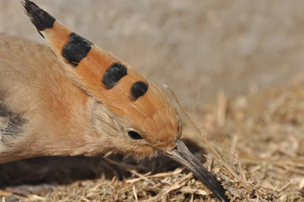 Wiedehopf Beim Fressen Auf Einem Rasen Israel Ein Ausgewachsener Vogel — Stockfoto