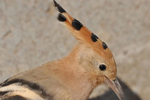 Upupa Nutre Prato Israele Uccello Adulto Sta Cercando Insetti — Foto Stock