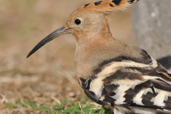 Hoopoe Krmí Trávníku Izraeli Dospělý Pták Hledá Hmyz — Stock fotografie