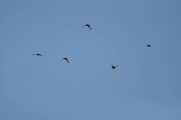 Tristrams Star Ein Schwarz Glänzender Und Exotischer Vogel Ein Gedi — Stockfoto