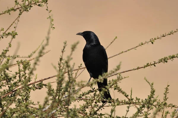 Tristram Špaček Černý Lesklý Exotický Pták Národním Parku Ein Gedi — Stock fotografie