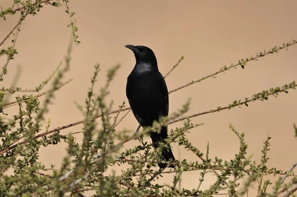 イスラエルのEin Gedi国立公園の黒い光沢のあるエキゾチックな鳥であるTristrm Starling — ストック写真