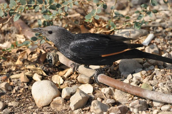 Étourneau Tristram Oiseau Noir Brillant Exotique Dans Parc National Ein — Photo