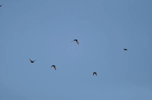 イスラエルのEin Gedi国立公園の黒い光沢のあるエキゾチックな鳥であるTristrm Starling — ストック写真