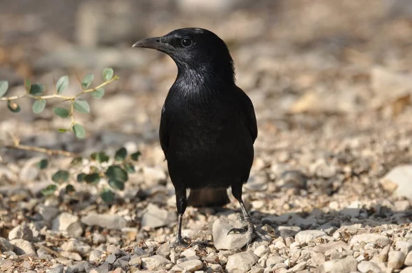 Tristram Starling Black Shiny Exotic Bird Ein Gedi National Park — Stock Photo, Image