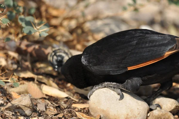 Étourneau Tristram Oiseau Noir Brillant Exotique Dans Parc National Ein — Photo