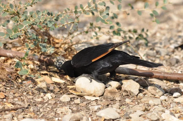 Étourneau Tristram Oiseau Noir Brillant Exotique Dans Parc National Ein — Photo