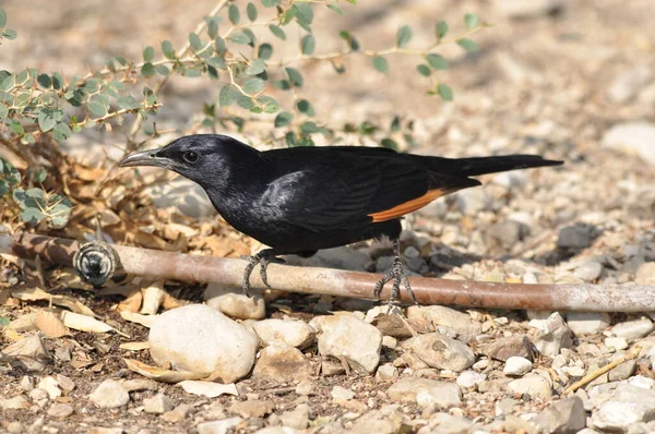 翠鸟是以色列艾因盖迪国家公园里的一种黑色 异国情调的鸟 — 图库照片