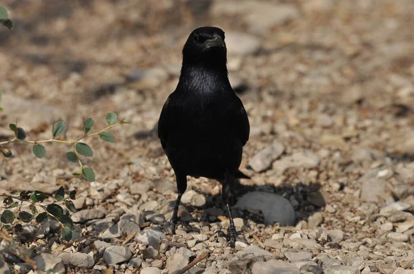 Szpak Tristrama Czarny Błyszczący Egzotyczny Ptak Parku Narodowym Ein Gedi — Zdjęcie stockowe