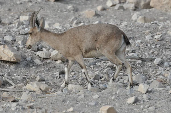 Nubian Ibex Krętymi Rogami Parku Narodowym Ein Gedi Izraelu Pustyni — Zdjęcie stockowe