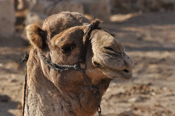 Camello Dromedario Halter Animal Carga Persistente Llamado Barco Del Desierto — Foto de Stock