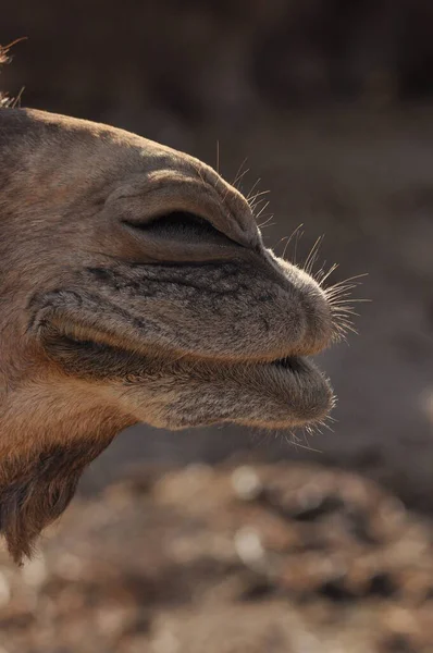 Camel, dromedary in a halter. A persistent pack animal called a desert ship.