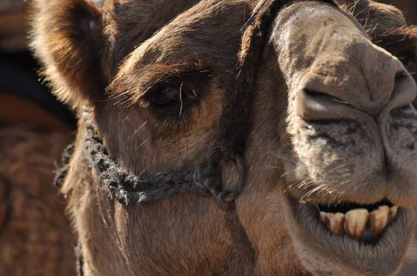 Camel Dromedary Halter Persistent Pack Animal Called Desert Ship — Stock Photo, Image