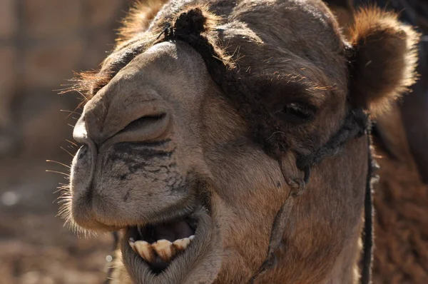 Camello Dromedario Halter Animal Carga Persistente Llamado Barco Del Desierto — Foto de Stock