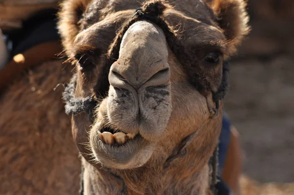 Camel, dromedary in a halter. A persistent pack animal called a desert ship.