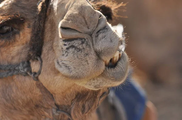 Camel Dromedary Halter Persistent Pack Animal Called Desert Ship — Stock Photo, Image