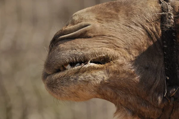 Camel, dromedary in a halter. A persistent pack animal called a desert ship.