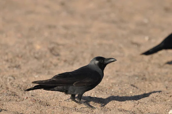 House Crow Beach Red Sea Eilat Birds Looking Food Israel — Stock Photo, Image