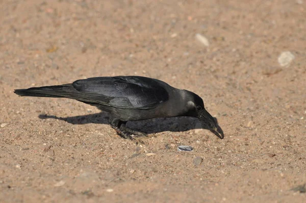 Dům Vrány Pláži Rudého Moře Eilatu Ptáci Hledají Jídlo Izrael — Stock fotografie