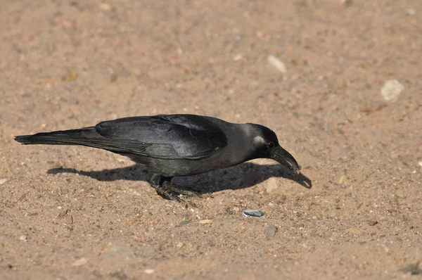 Casa Corvo Sulla Spiaggia Del Mar Rosso Eilat Uccelli Cerca — Foto Stock