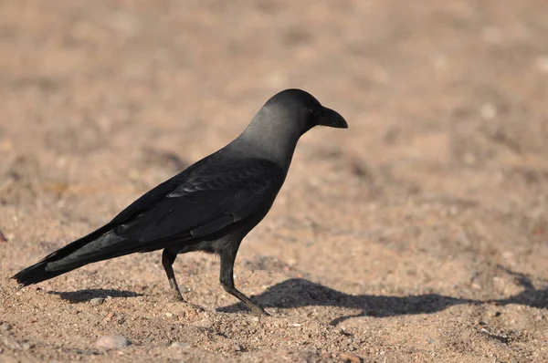 Maison Corneille Sur Plage Mer Rouge Eilat Oiseaux Recherche Nourriture — Photo