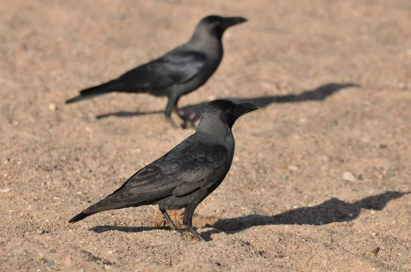 埃拉特红海海滩上的乌鸦屋 鸟儿在寻找食物以色列 — 图库照片