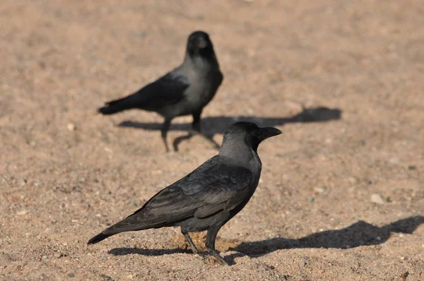 埃拉特红海海滩上的乌鸦屋 鸟儿在寻找食物以色列 — 图库照片