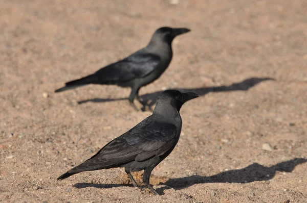 Hauskrähe Strand Des Roten Meeres Eilat Vögel Auf Nahrungssuche Israel — Stockfoto