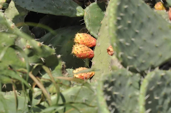 Pêra Espinhosa Flor Cacto Com Folhas Frutos Comestíveis Deserto Israel — Fotografia de Stock