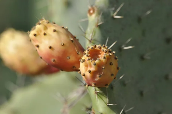 Blooming prickly pear. Cactus with edible leaves and fruit in the desert of Israel.