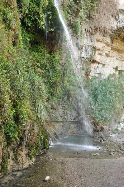 Zielona Oaza Wodospadem Jeziorami Parku Narodowym Ein Gedi Izraelu Nad — Zdjęcie stockowe