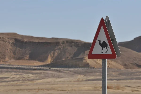 Señal Advertencia Camello Carretera Señalización Desierto Israel — Foto de Stock