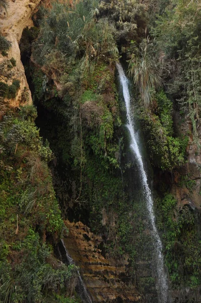 Oásis Verde Com Uma Cachoeira Lagos Parque Nacional Ein Gedi — Fotografia de Stock