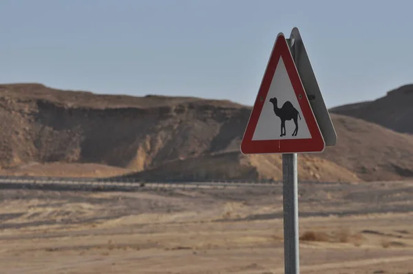 Señal Advertencia Camello Carretera Señalización Desierto Israel — Foto de Stock