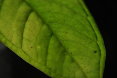 Ormanda yetişen tropik bitki yaprakları. Yaprak bıçağının sinirsel yapısının ayrıntıları. Yeşil elementlerin sinirleri ve bağlantıları