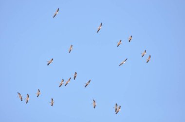 Büyük beyaz pelikan sürüsü, sıcak ve güneşli İsrail 'de, Eilat yakınlarındaki Kızıl Deniz' de mavi gökyüzünün etrafında dönüyor..