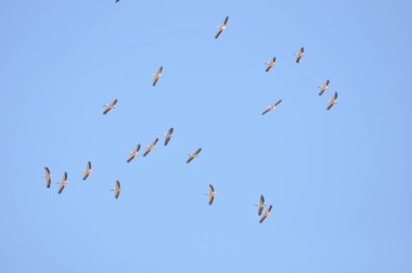 Büyük beyaz pelikan sürüsü, sıcak ve güneşli İsrail 'de, Eilat yakınlarındaki Kızıl Deniz' de mavi gökyüzünün etrafında dönüyor..