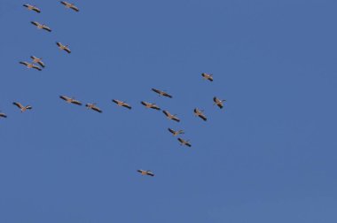 Büyük beyaz pelikan sürüsü, sıcak ve güneşli İsrail 'de, Eilat yakınlarındaki Kızıl Deniz' de mavi gökyüzünün etrafında dönüyor..