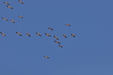 Büyük beyaz pelikan sürüsü, sıcak ve güneşli İsrail 'de, Eilat yakınlarındaki Kızıl Deniz' de mavi gökyüzünün etrafında dönüyor..