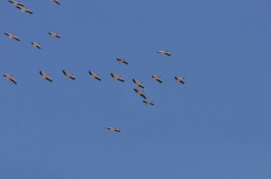 Büyük beyaz pelikan sürüsü, sıcak ve güneşli İsrail 'de, Eilat yakınlarındaki Kızıl Deniz' de mavi gökyüzünün etrafında dönüyor..