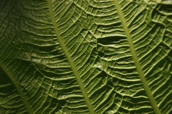 Leaves of tropical plants growing in the jungle. Details of the innervation of the leaf blade. Nerves and connections of green elements