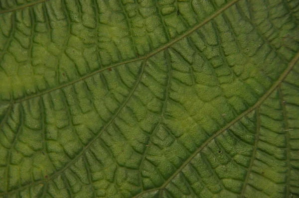 Leaves of tropical plants growing in the jungle. Details of the innervation of the leaf blade. Nerves and connections of green elements