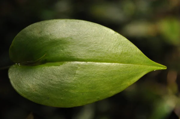 Blad Tropiska Växter Växer Djungeln Detaljerade Uppgifter Bladbladets Inre Nerver — Stockfoto
