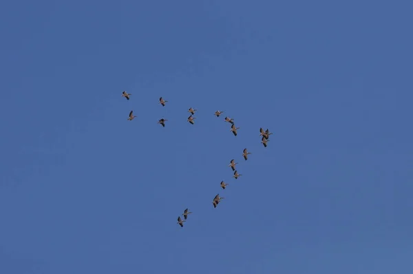 Grande Rebanho Grande Pelicano Branco Circulando Céu Azul Israel Quente — Fotografia de Stock